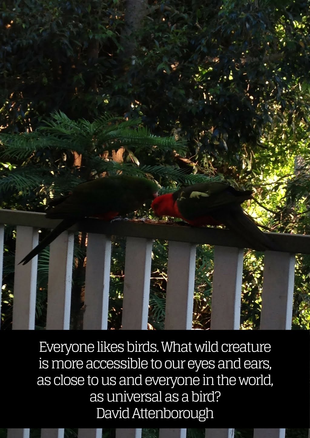 King Parrots eating seed with the David Attenborough quote Everyone likes birds. What wild creature is more accessible to our eyes and ears, as close to us and everyone in the world, as universal as a bird?
