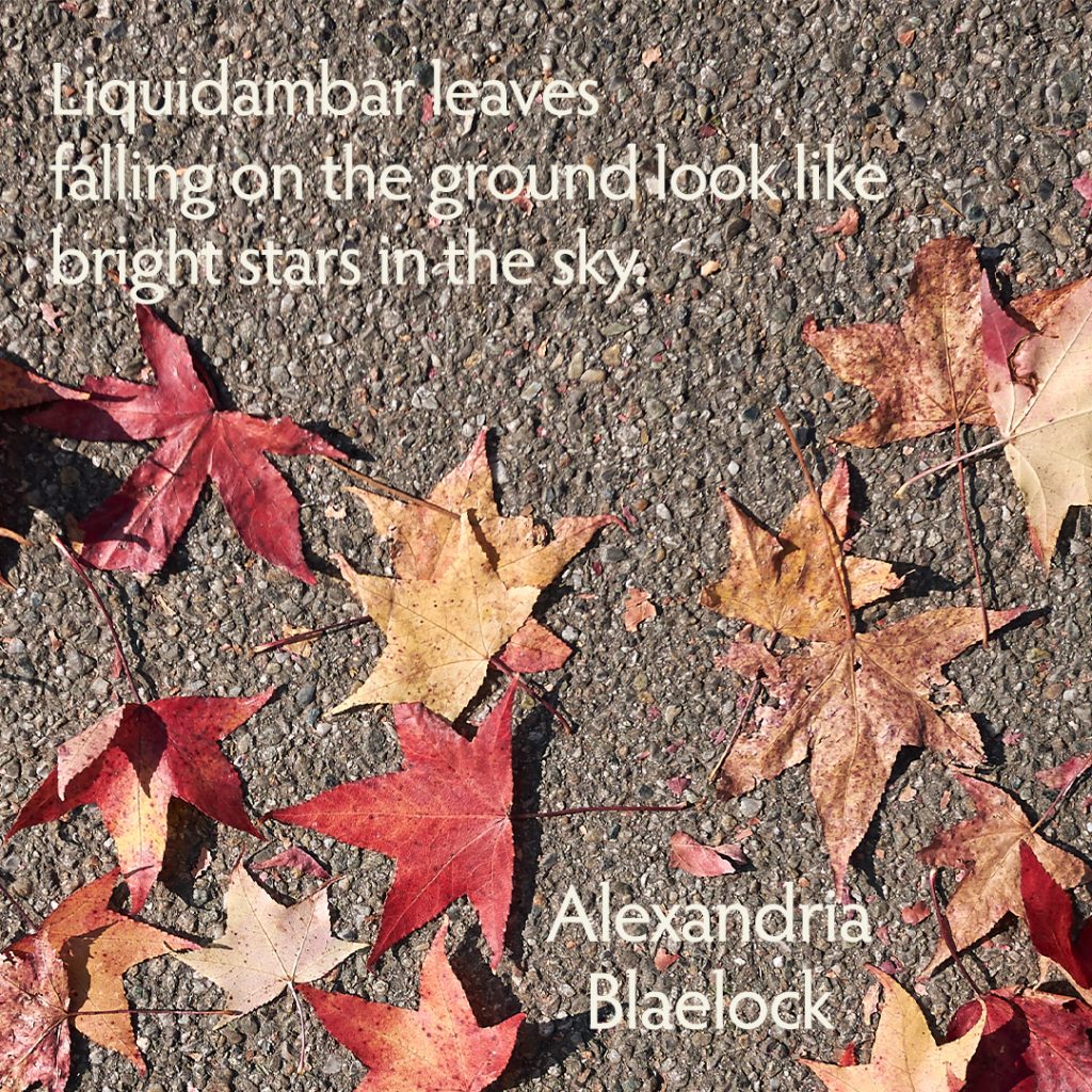 Liquidambar leaves