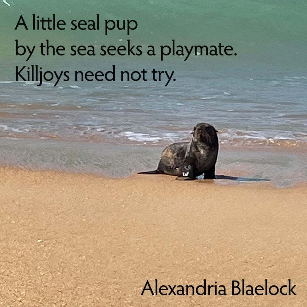 Little Seal Pup