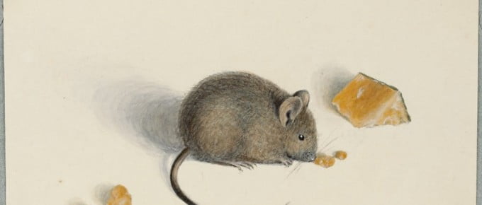 watercolour painting of a mouse eating cheese