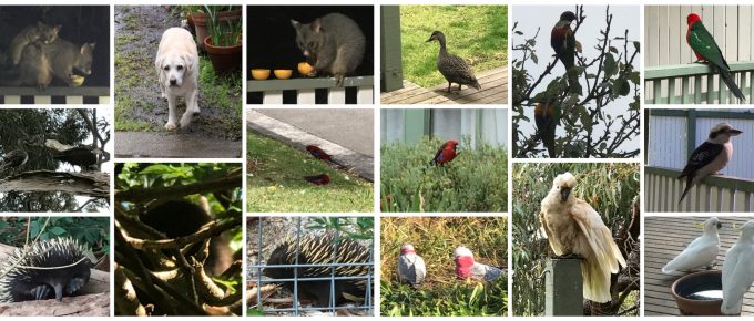 Life with wildlife in my garden