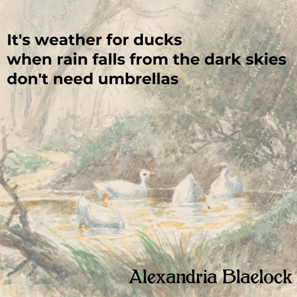 Weather for ducks